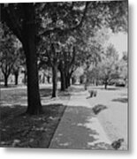 Treelined Street With Sidewalk Metal Print