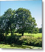 Trees By The River Stour Blandford Metal Print