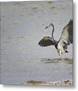 Tricolor Heron At Cedar Island North Carolina Metal Print