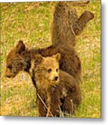 Triplet Grizzly Cubs Of The Year Metal Print