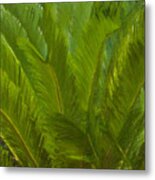 Tropical Sago Palm Metal Print