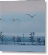 Trumpeter Swan Overpass Metal Print