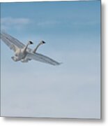 Trumpeter Swan Tandem Flight I Metal Print