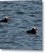 Tufted Puffins In The Salish Sea Metal Print