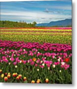 Tulip Festival - Field Of Flowers Metal Print