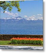 Tulip Festival In Spring By Day, Morges, Switzerland Metal Print