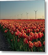 Tulip Field Of The Netherlands At Sunset Metal Print