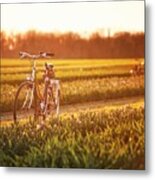 Tulip In Farm Sunrise Metal Print