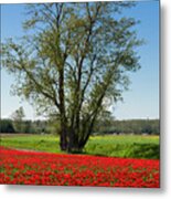 Tulip Valley Winery Tulips Metal Print