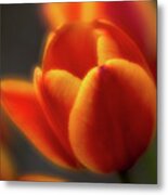 Tulips Metal Print
