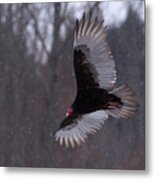 Turkey Vulture Flys In Snow Metal Print