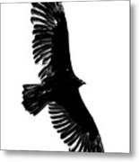 Turkey Vulture Metal Print