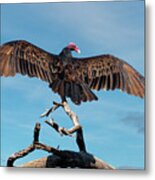 Turkey Vulture Perched In A Dead Tree Metal Print
