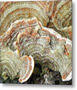 Turkeytail Fungus Abstract Metal Print