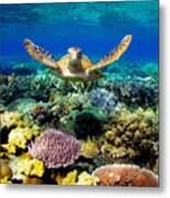 Turtle Gliding Over Great Barrier Reef Metal Print
