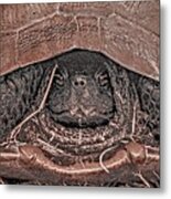 Turtle3a Metal Print