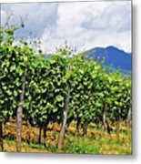 Tuscan Vineyard Metal Print