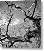 Twisted Trunk Metal Print