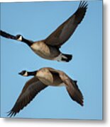 Two Geese In Flight Next To Each Other Metal Print