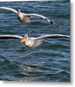 Two Great White Pelican Flying Metal Print