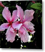 Two Pink Hibiscus Flowers Metal Print