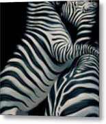 Two Zebras Fighting Metal Print