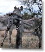 Two Zebras Metal Print