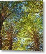 Under The Forest Canopy Metal Print