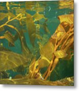 Underwater View Of Giant Kelp Metal Print