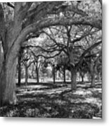 University Of South Florida Landscape Metal Print