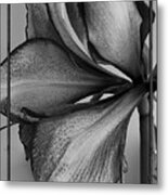 Up Close In Black And White Metal Print