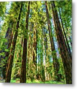 Up Into The California Redwoods Ap 120 Metal Print