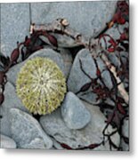 Urchin And Kelp On Rocks Metal Print