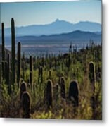 Valley Of Cacti Metal Print