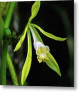 Vanilla Orchid Flower Metal Print