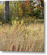 Various Long Grasses With A Background Of Trees, Autumn, Saratoga County, Ny Metal Print