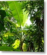 Verdant Saint Lucia Metal Print