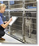 Vet Checking Dogs In Kennel Metal Print