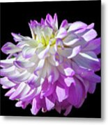 Victoria Ann Dahlia, 9-22 Metal Print