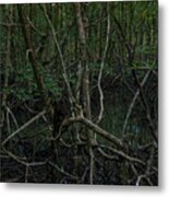 View Of Mystic Mangrove Forest At Langkawi, Malaysia. Metal Print