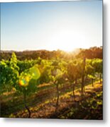 Vineyards And Wine-making Of Quality Wines Metal Print