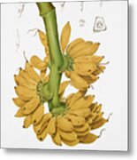 Vintage Botanical Illustrations - Banana Metal Print