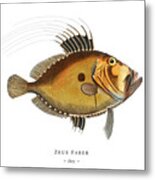 Vintage Fish Illustration - Dory Metal Print