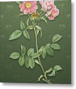 Vintage Lady Monson Rose Bloom Botanical Art On Lunar Green Pattern N.0743 Metal Print