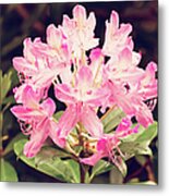 Vintage Pink Rhododendron Metal Print