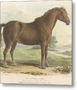 Vintage Suffolk Punch Horse Illustration Metal Print