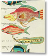 Vintage, Whimsical Fish And Marine Life Illustration By Louis Renard - Blauwe Staar, Le Trompeur Metal Print