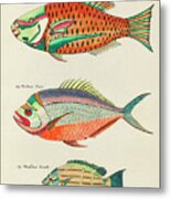 Vintage, Whimsical Fish And Marine Life Illustration By Louis Renard - Poisson Peroquet, Wackum Mare Metal Print