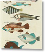 Vintage, Whimsical Fish And Marine Life Illustration By Louis Renard - Terkoekoe, Parringa, Poupou Metal Print