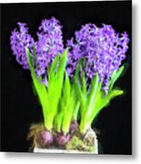 Violet Hyacinths X101 Metal Print